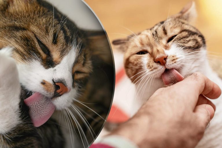 Ce înseamnă când pisica vine la tine și te linge pe mână. 5 motive care te vor emoționa profund