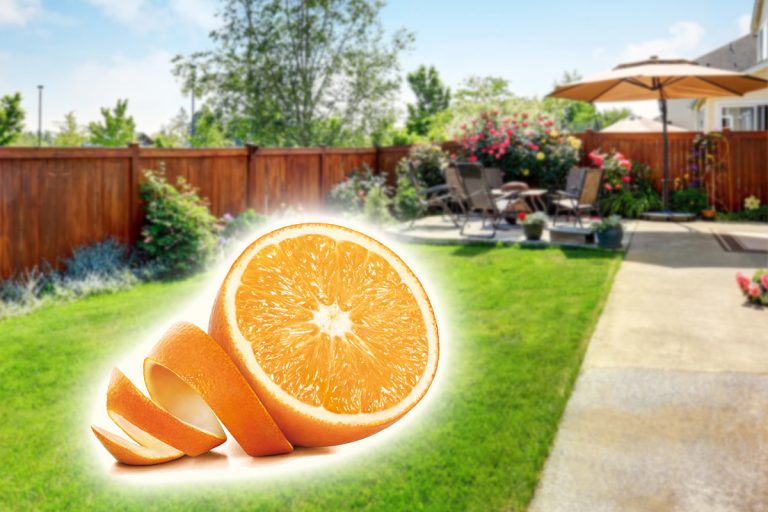 Cum scapi de dăunătorii din curtea ta cu cojile de portocală. Trucul care ține la distanță insectele