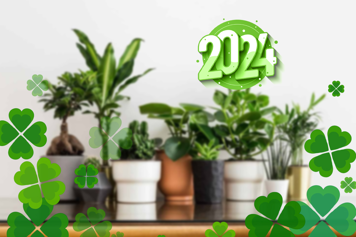 Plantele pe care sa le cumperi in 2024. Iti aduc sanatate, bunastare si noroc in casa