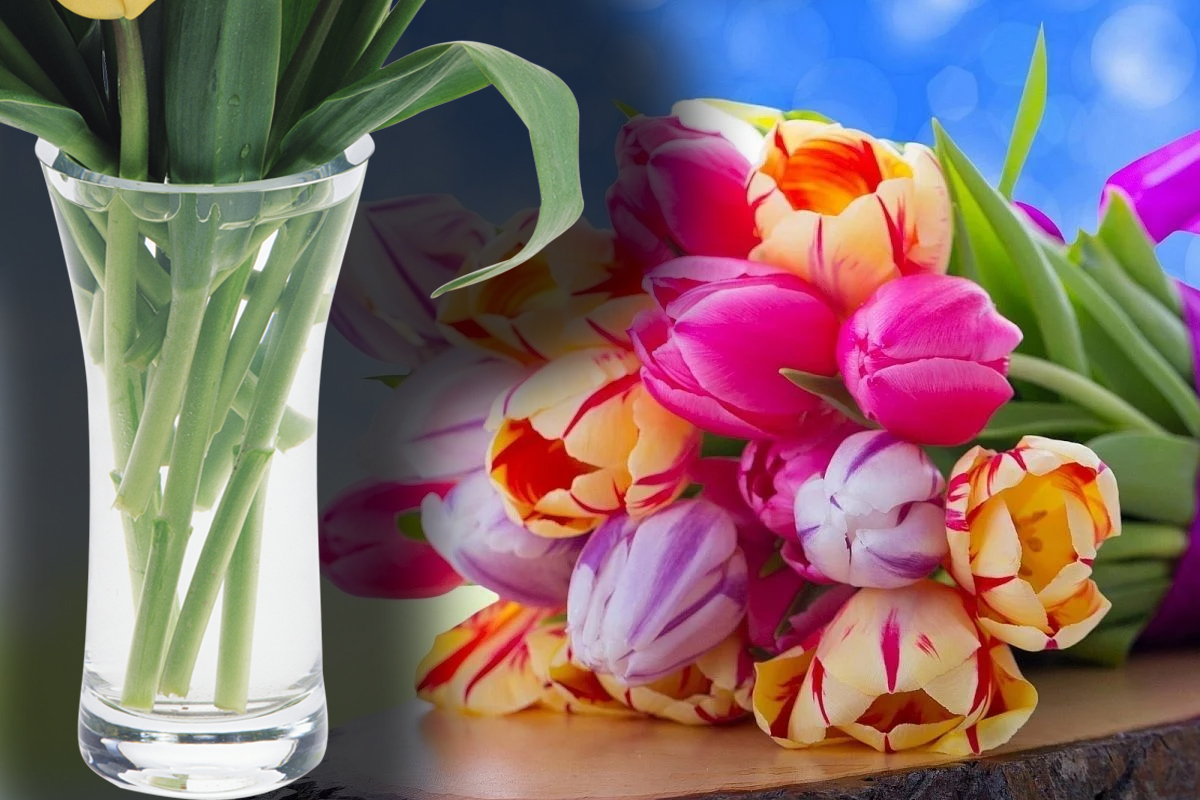 Ce sa presari, de fapt, in apa lalelelor