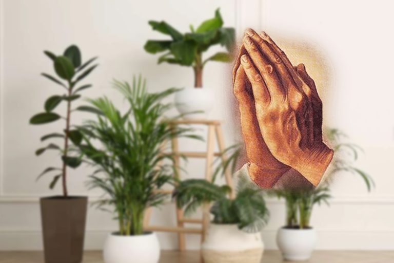 Cum arată Maranta, planta care se roagă pentru casă. De ce e bine să o ai în locuință și cum se îngrijește