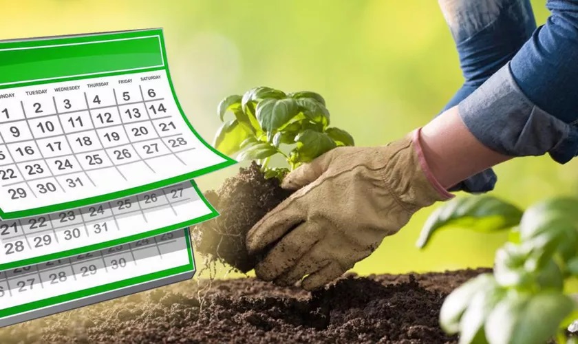 Plantele pe care să le cutivi în martie, în grădină. Lista secretă a grădinarilor pentru o recoltă bogată