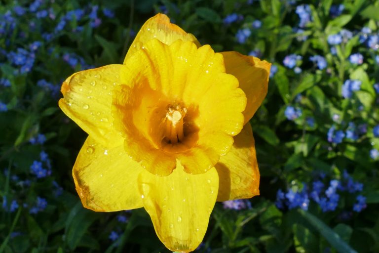 Ce semnificație impresionantă au narcisele. Puțini știu ce simbolizează aceste flori superbe