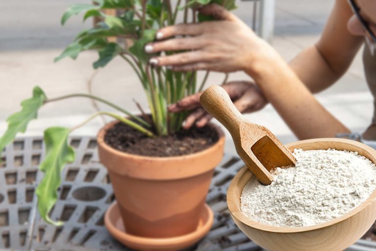 De ce să presari făină în ghiveciul cu flori. Gospodării de la țară procedează așa de ani buni, motivul e genial!