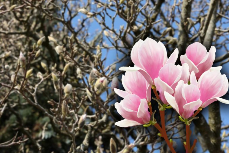 Semnificația specială a magnoliilor. De ce este bine să oferi aceste flori femeilor care au născut