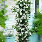 Top 5 cele mai frumoase plante cataratoare de balcon 1