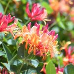 Top 5 cele mai frumoase plante cataratoare de balcon 2