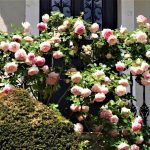 Top 5 cele mai frumoase plante cataratoare de balcon 3