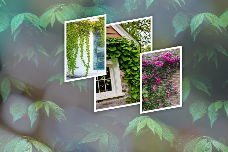 Top 5 cele mai frumoase plante cățărătoare de balcon. Cu ce flori superbe îți poți decora balconul, vei atrage toate privirile