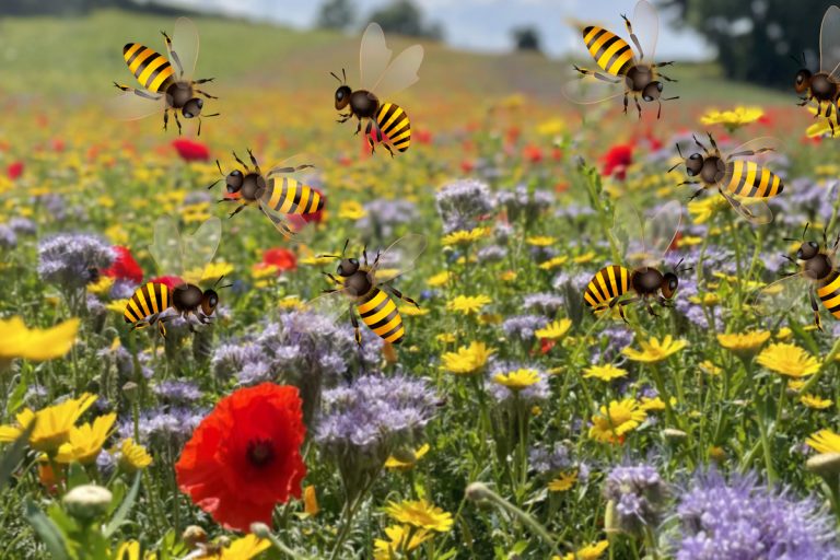 Ce este polenizarea buzz cu bondari, de fapt. Trucul pentru a avea o recoltă bogată de legume