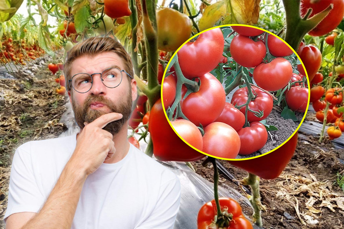 Ce fel de rosii sa plantezi primavara in gradina. Asa vei avea recolte duble si gustoase, toti vecinii te vor invidia