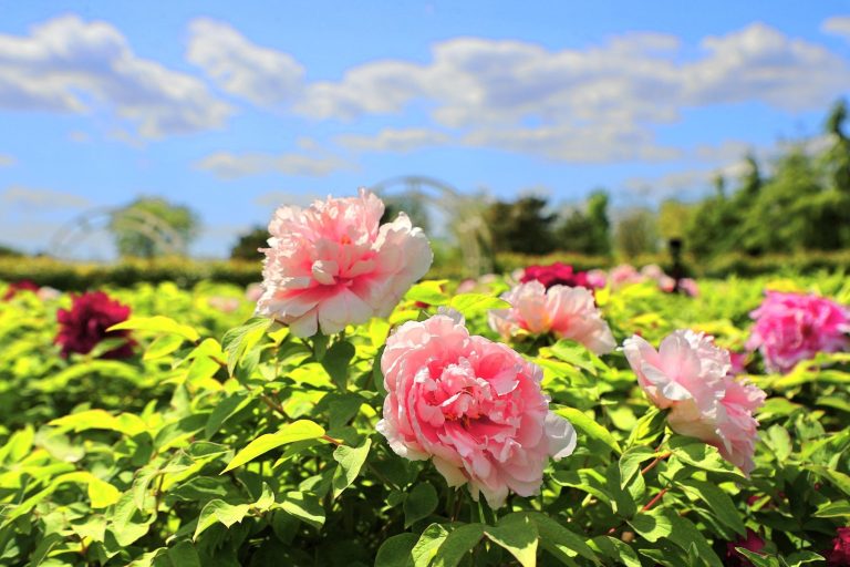 Ce înseamnă când visezi bujori. Interpretările pe care le au visele cu aceste flori deosebite