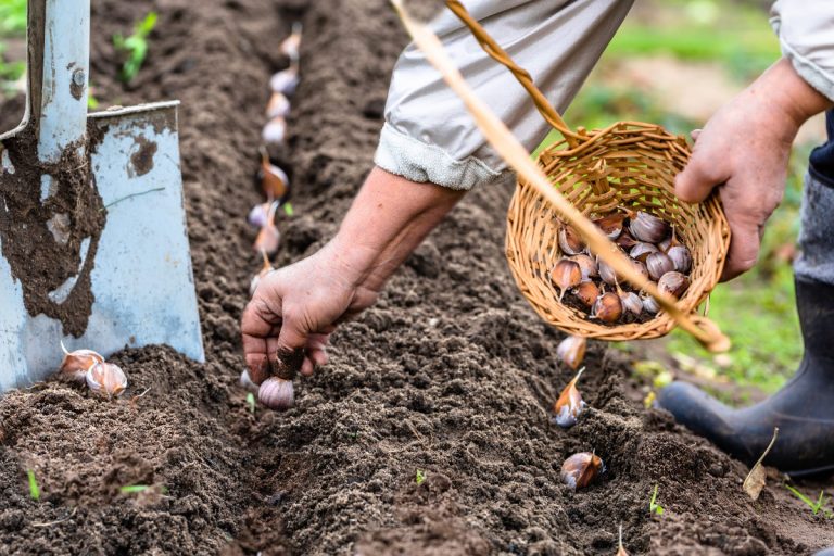 Ce să nu plantezi niciodată lângă usturoi. Riști să strici toată recolta