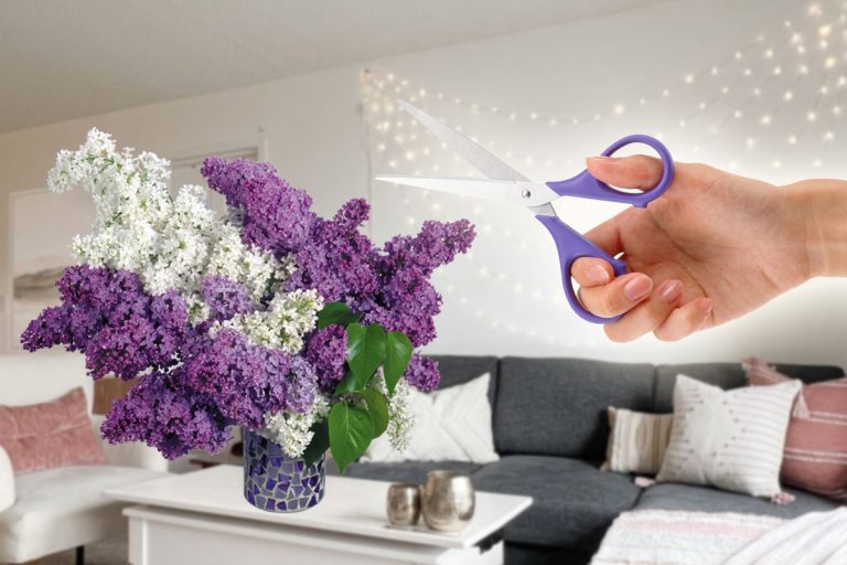 Cum să tai florile de liliac ca să reziste mai mult timp în vază. Metoda secretă care parfumează toată casa
