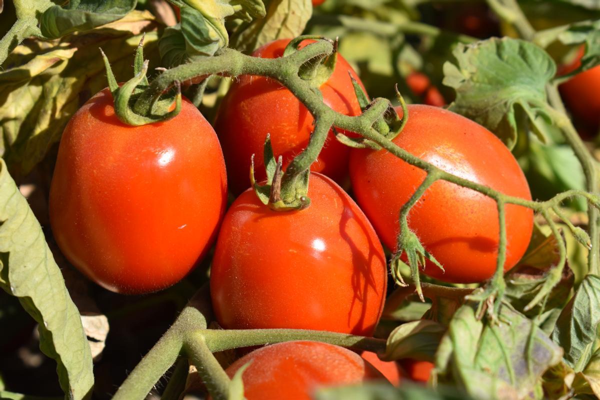 La cat timp se stropesc rosiile dupa plantare