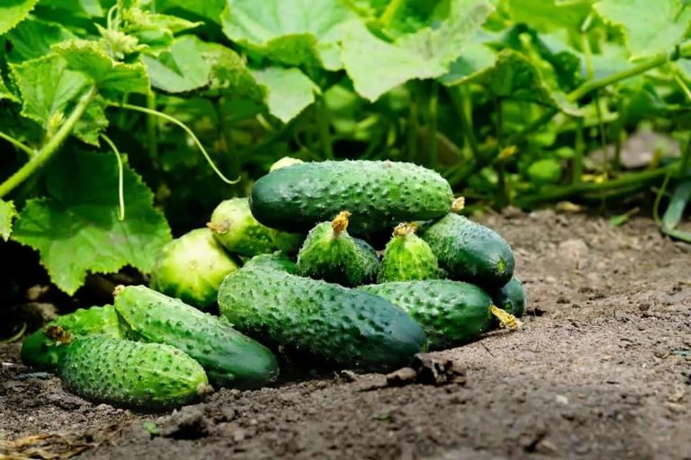 La ce distanță se plantează castraveții. Secretul pentru a te bucura de o recoltă bogată