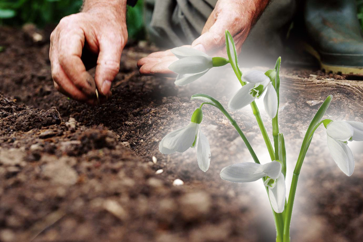 La ce distanta trebuie plantati ghioceii