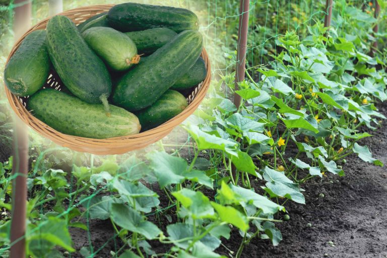 Metoda din bătrâni prin care castraveții din grădină sau solar cresc de două ori mai repede. Bonus: vor avea și rădăcini de oțel