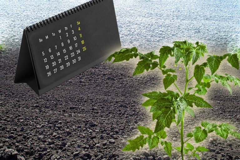 Perioada ideală în care trebuie să plantezi roșiile în grădină. Funcționează fără greș