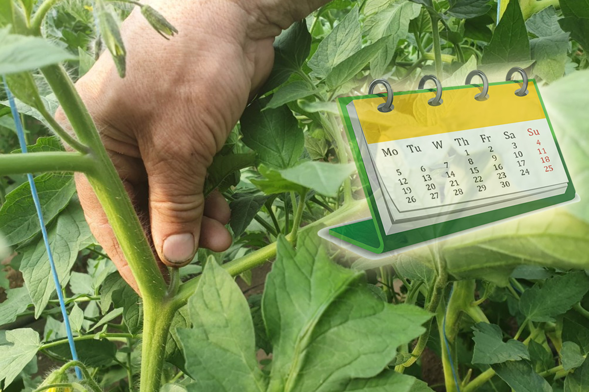 Perioada ideală pentru copilirea roșiilor. Cum trebuie să procedezi