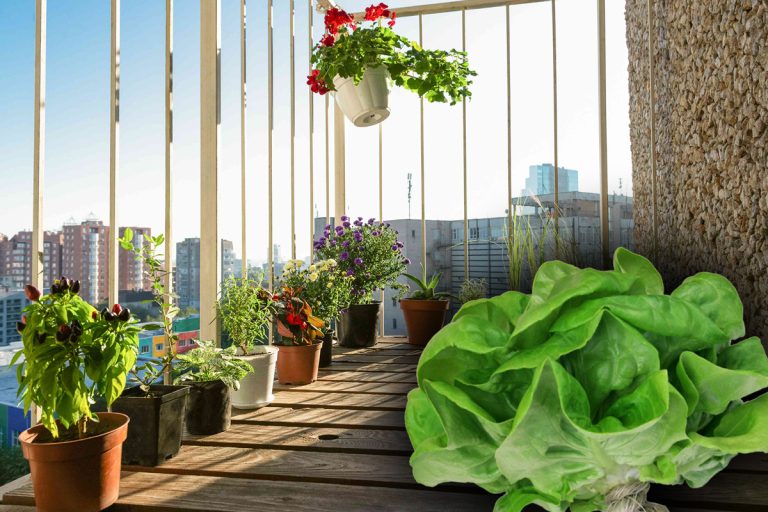 Vedeta care și-a transformat balconul într-o junglă urbană. Ce cultivă în 18 metri pătrați