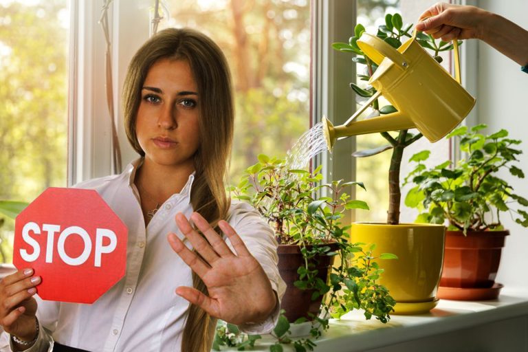 3 plante care aduc ghinion în casă. Ce nu e bine să ții sub nicio formă în locuința ta