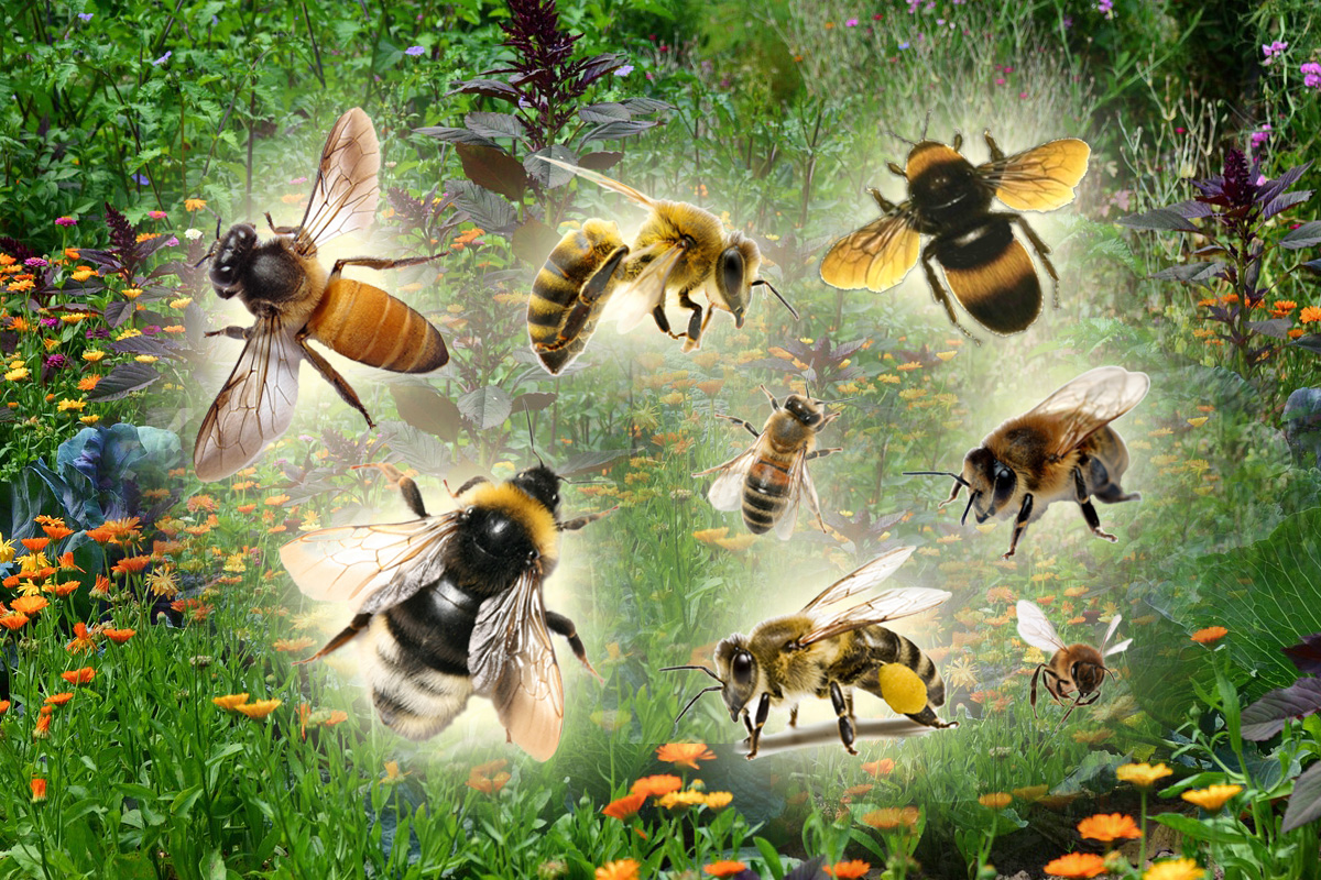 X plante care atrag albinele in gradina ta.