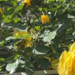 Imagini incredibil de frumoase din gradina Andreei Marin 1