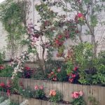 Imagini incredibil de frumoase din gradina Andreei Marin 3