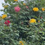 Imagini incredibil de frumoase din gradina Andreei Marin 8