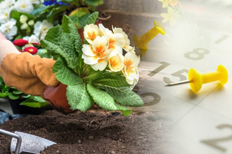 Ce flori să plantezi în iunie pentru o grădină minunată. Îți vei transforma curtea casei într-un loc special