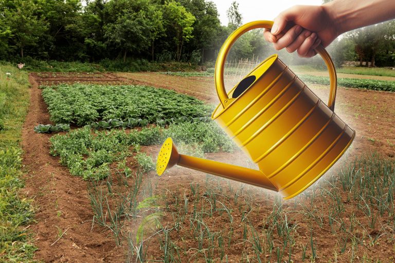 Cu ce să stropești în curte pentru a scăpa definitiv de buruieni. Amestecul puternic care rezolvă problemele