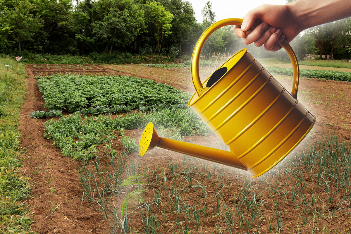 Cu ce sa stropesti in curte pentru a scapa definitiv de buruieni