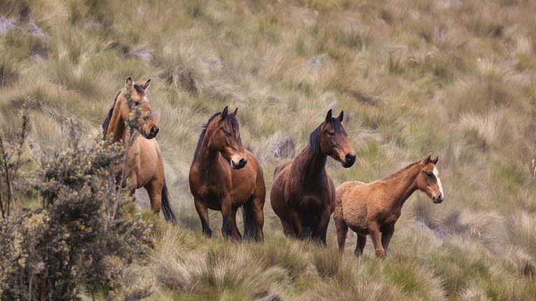 Paștele Cailor 2024: semnificație, obiceiuri și tradiții. Ce e bine să faci în această zi