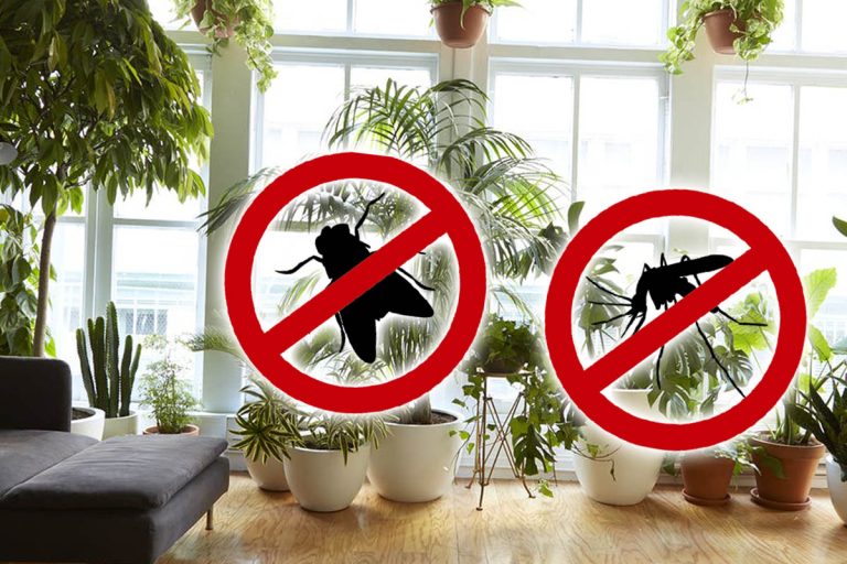 Planta care alungă insectele nedorite din casa ta. Ce nu trebuie să-ți lipsească dacă vrei să ții la distanță muștele și țânțarii