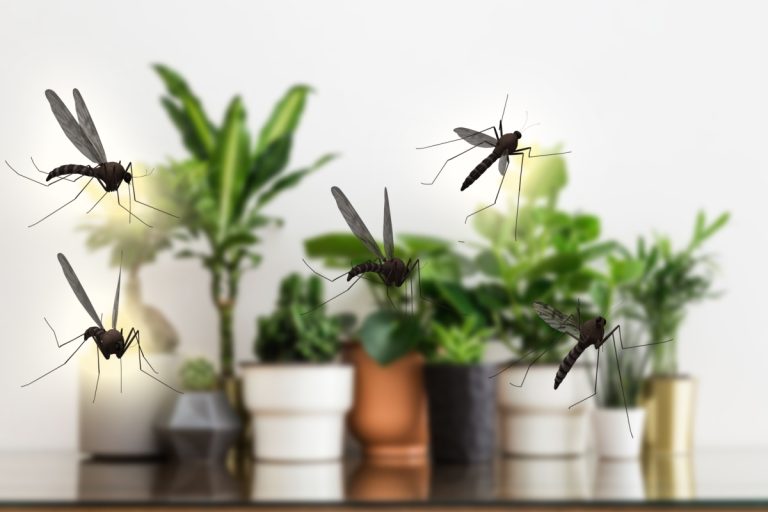 10 plante de apartament care țin la distanță muștele și țânțarii. Scapi de problema insectelor dacă le ai în casă