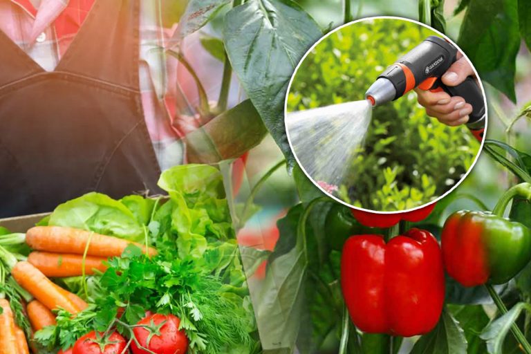 Ce lucrări se fac în grădină în luna august. Așa vei avea o recoltă bogată la toamnă