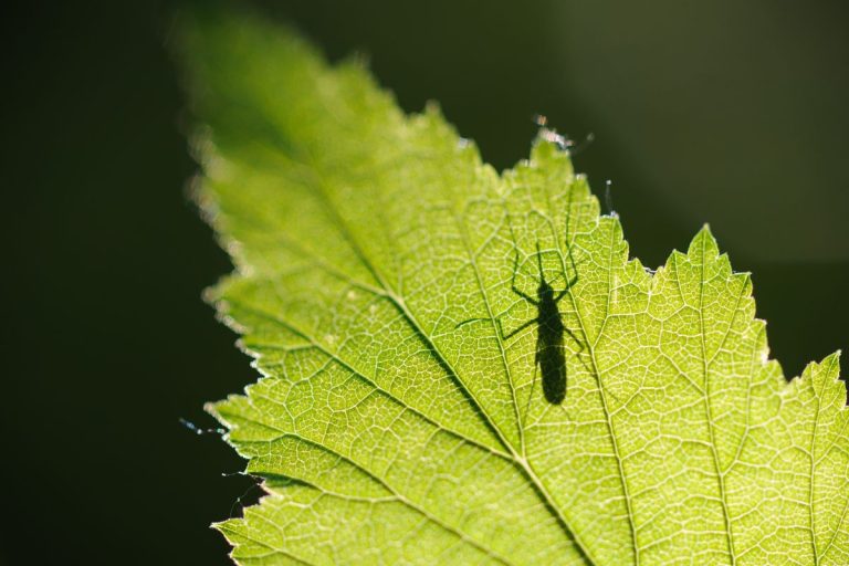 Planta care ține muștele și țânțarii la distanță. Trebuie să o ai neapărat în casă