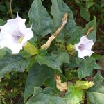 Plantele care stralucesc noaptea