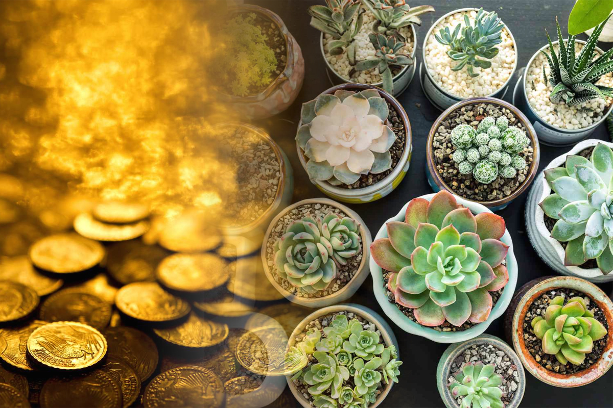Trei plante suculente care aduc belșug. Sunt asociate cu banii și cu bogăția în cultura Feng Shui
