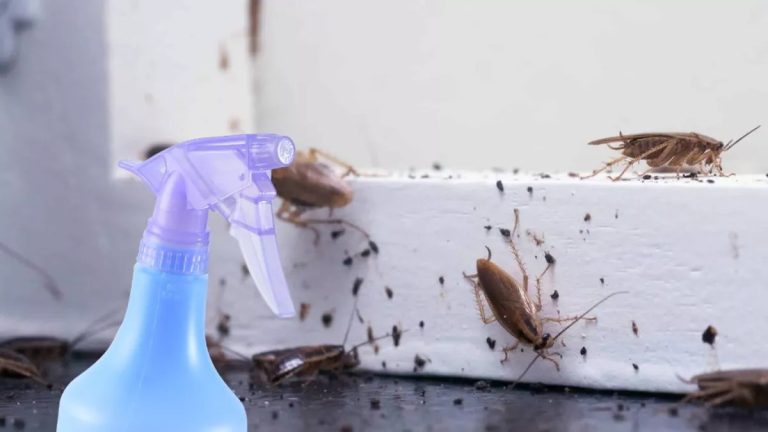 Cum scapi de gândacii de bucătărie cu remedii naturale. Soluții 100% sigure și eficiente