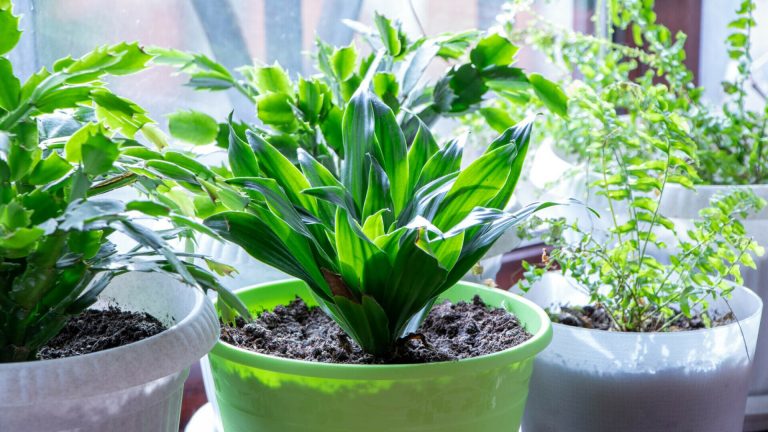 Floarea de apartament denumită și ”planta de fier”. Cum se îngrijește Aspidistra