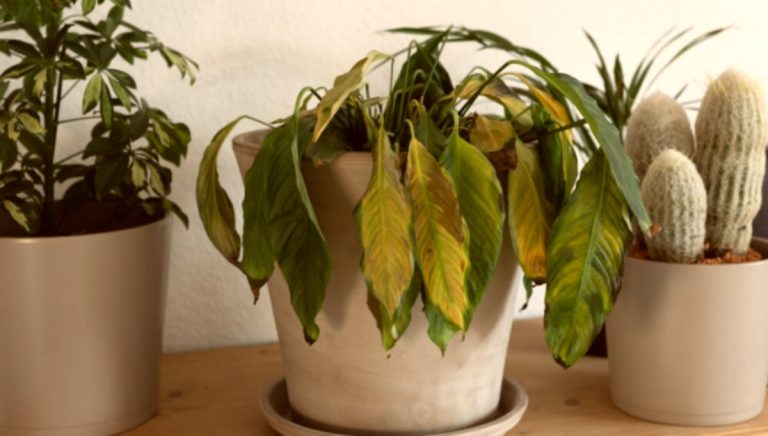 Ce facem atunci când florile s-au ofilit, soluții