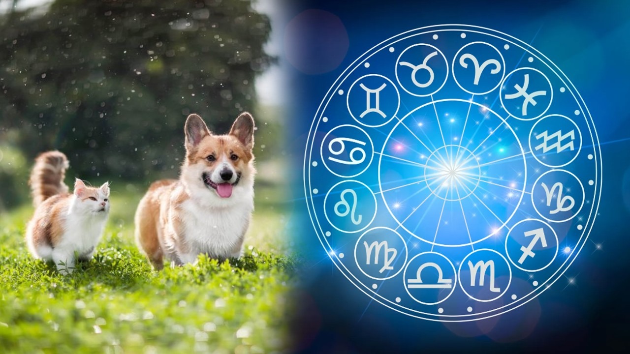 Ce animal de companie e bine să ai, în funcție de zodie