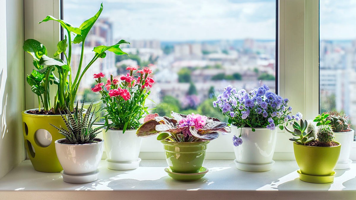 Flori de apartament rezistente la frig