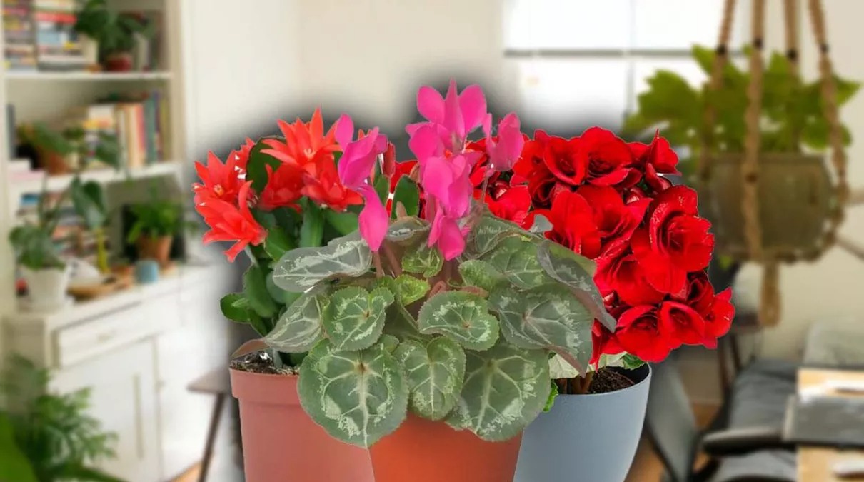 Flori de apartament perfecte pentru primăvara aceasta