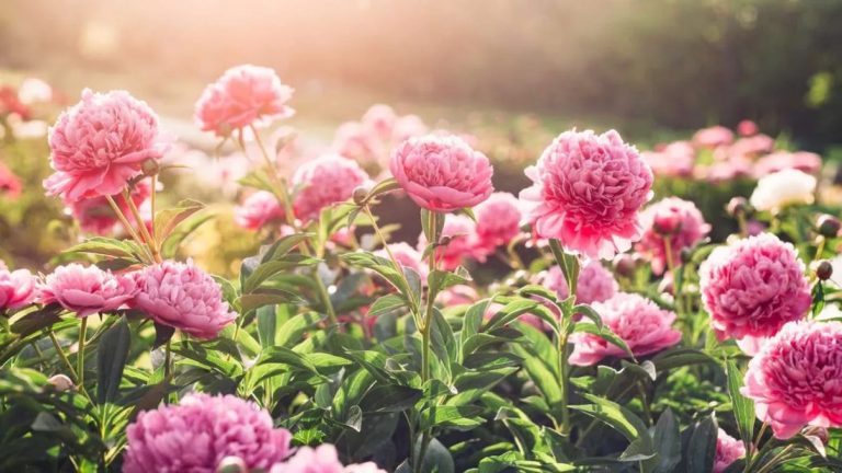 Ce flori pot fi plantate în grădină, în luna februarie. Ghidul lucrărilor pentru această perioadă