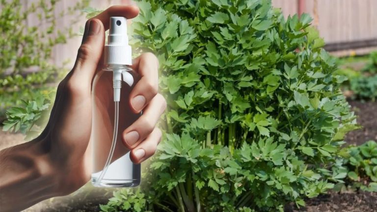 Cum poți elimina coropișnițele din grădină? Un fermier dezvăluie metoda sa eficientă