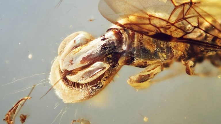 Descoperire uluitoare: o ființă antică, conservată impecabil în chihlimbar timp de 99 de milioane de ani