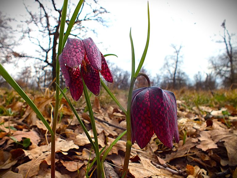 Specii rare de flori din România. Ce județe le adăpostesc și ce sancțiuni riscă cei care le distrug